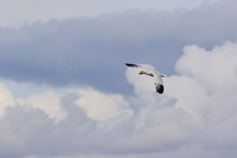 Snow Goose In Flight